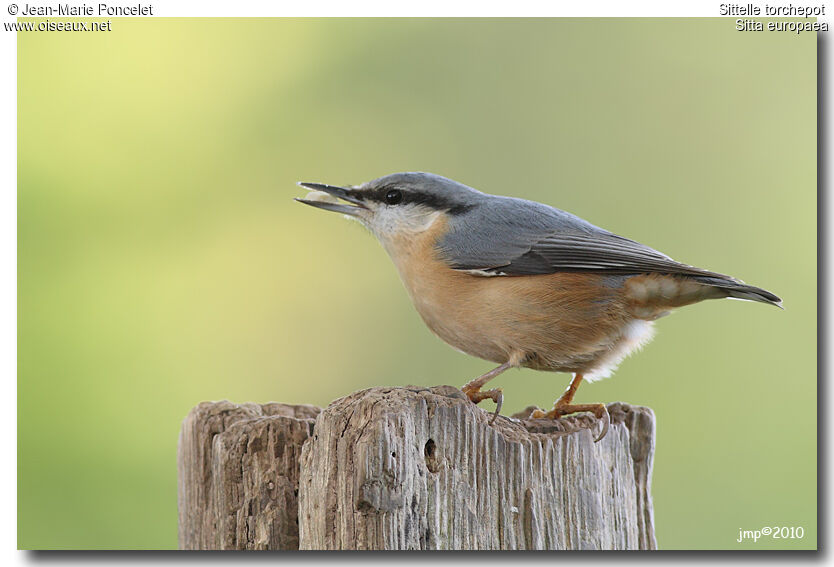 Eurasian Nuthatch