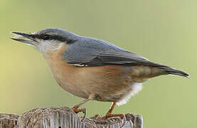 Eurasian Nuthatch