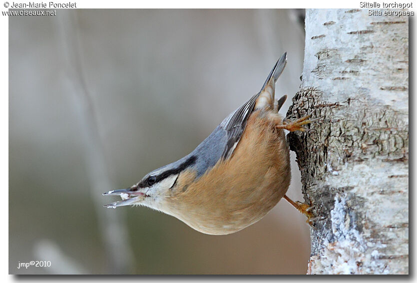 Eurasian Nuthatch