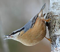 Eurasian Nuthatch