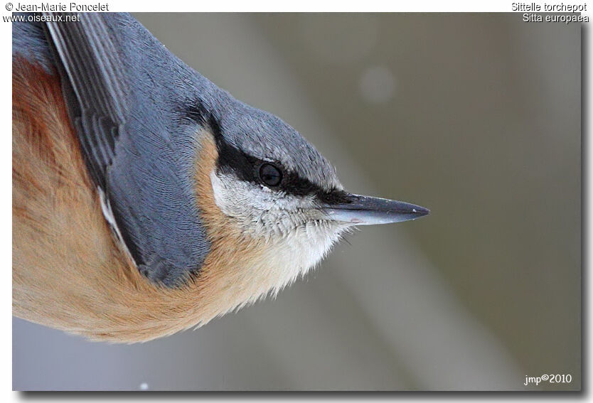 Eurasian Nuthatch