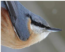 Eurasian Nuthatch