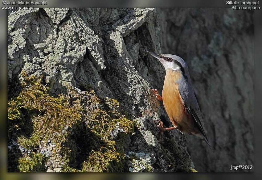 Eurasian Nuthatch