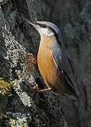 Eurasian Nuthatch