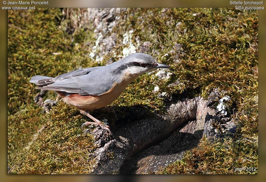 Eurasian Nuthatch