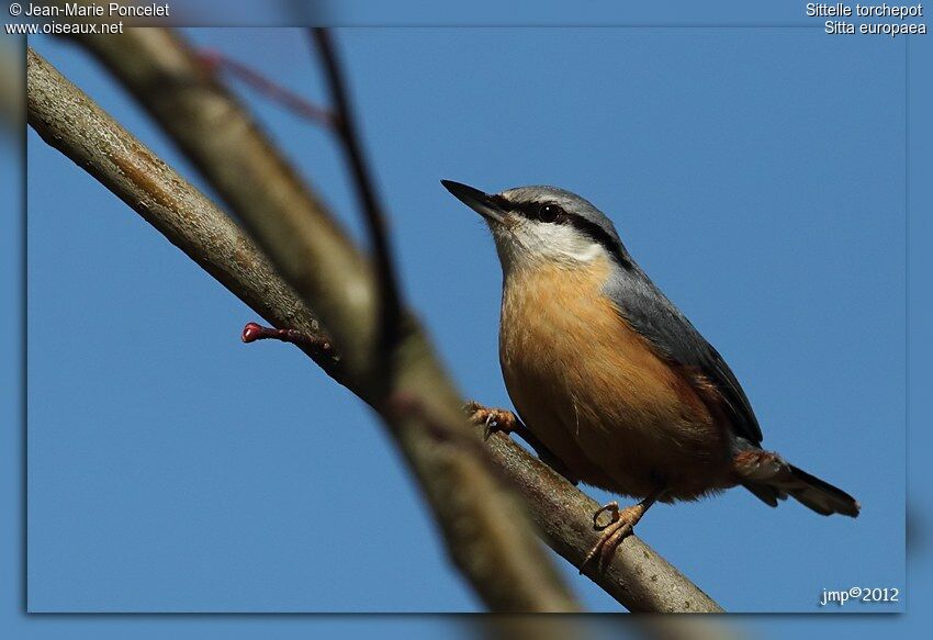 Eurasian Nuthatch