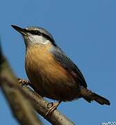 Eurasian Nuthatch