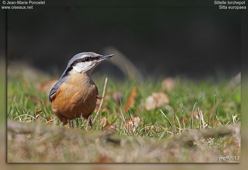 Eurasian Nuthatch