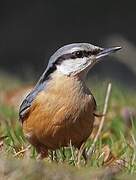 Eurasian Nuthatch