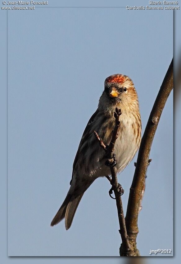 Common Redpoll