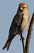 Redpoll