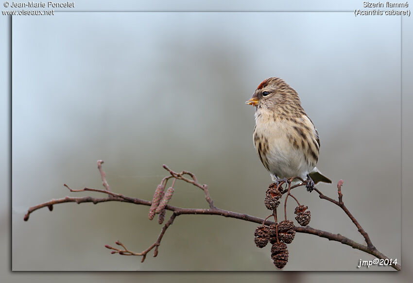 Common Redpoll