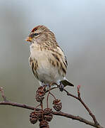 Redpoll