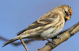 Redpoll