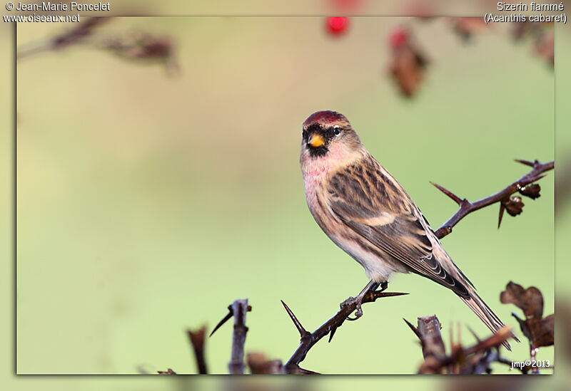 Common Redpoll