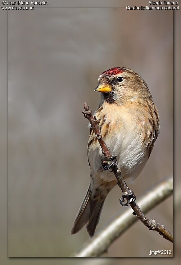 Common Redpoll