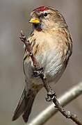 Redpoll