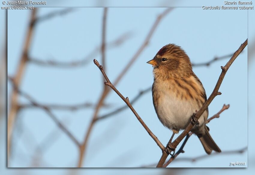 Common Redpoll