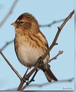 Redpoll