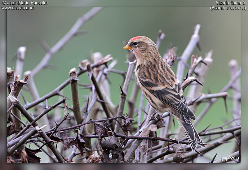 Common Redpoll male adult post breeding, identification