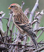 Redpoll
