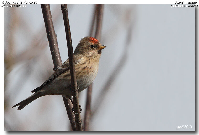 Common Redpoll