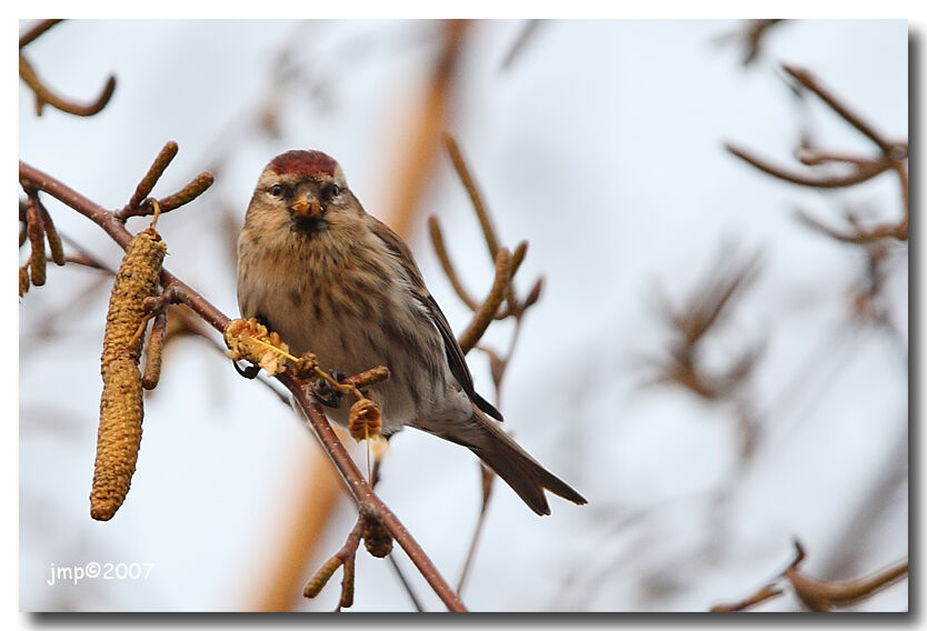 Common Redpoll