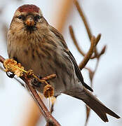 Common Redpoll