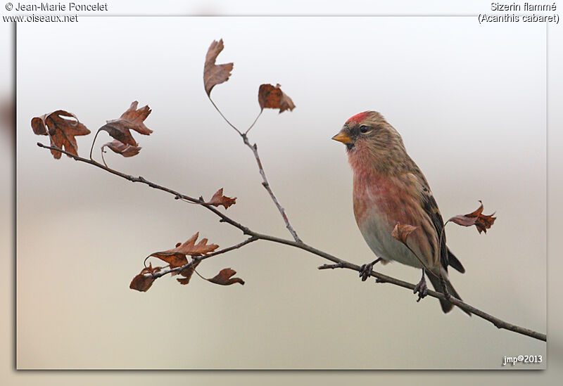 Common Redpoll