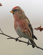 Redpoll