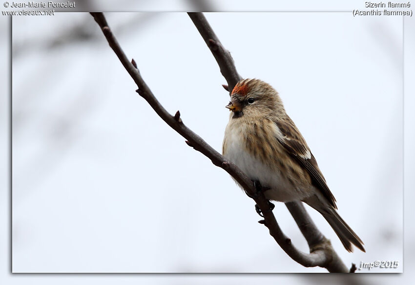 Common Redpoll