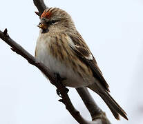 Common Redpoll