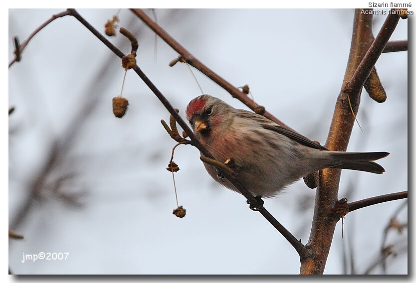 Common Redpoll