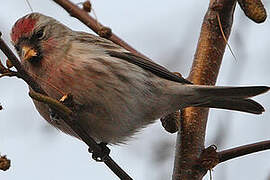 Common Redpoll