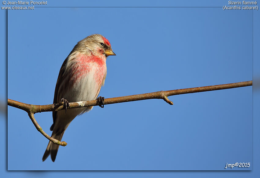 Common Redpoll