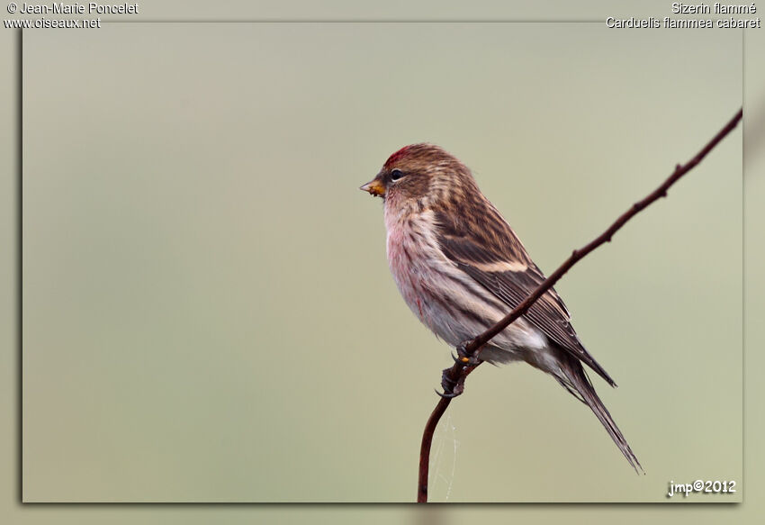 Common Redpoll