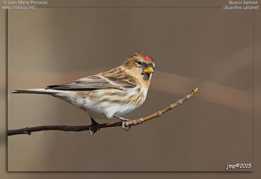 Common Redpoll female, identification