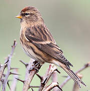 Redpoll