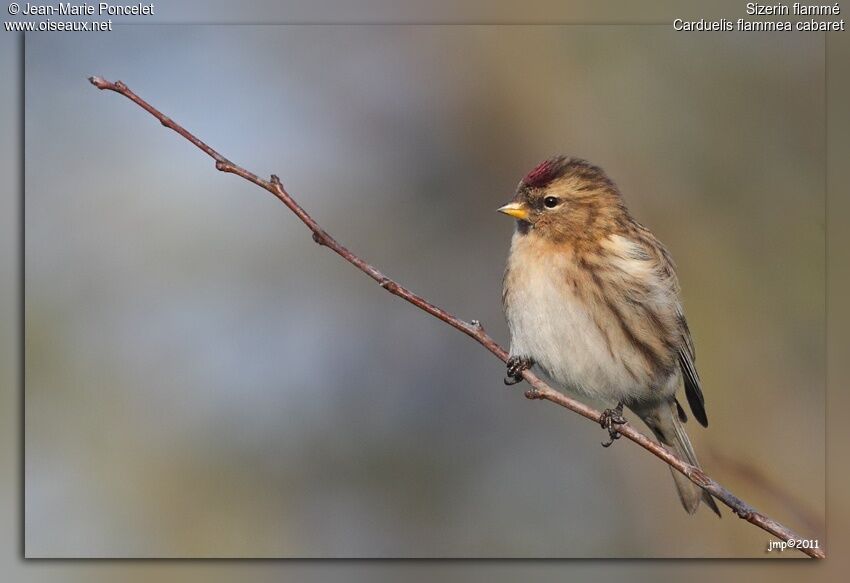 Common Redpoll, aspect, pigmentation