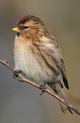 Redpoll