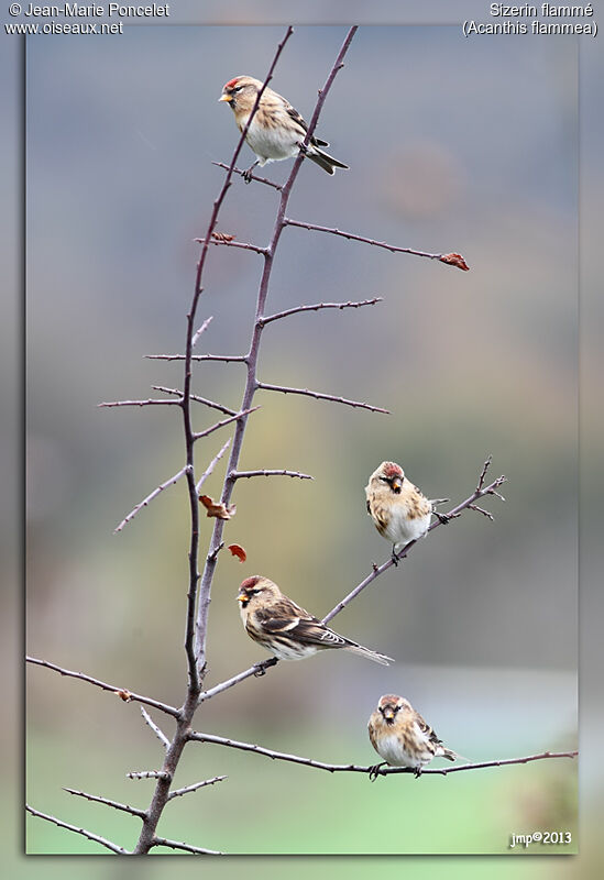 Common Redpoll