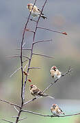 Common Redpoll