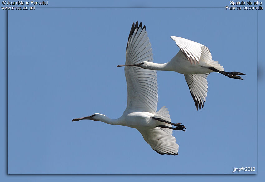 Eurasian Spoonbill