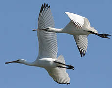 Eurasian Spoonbill