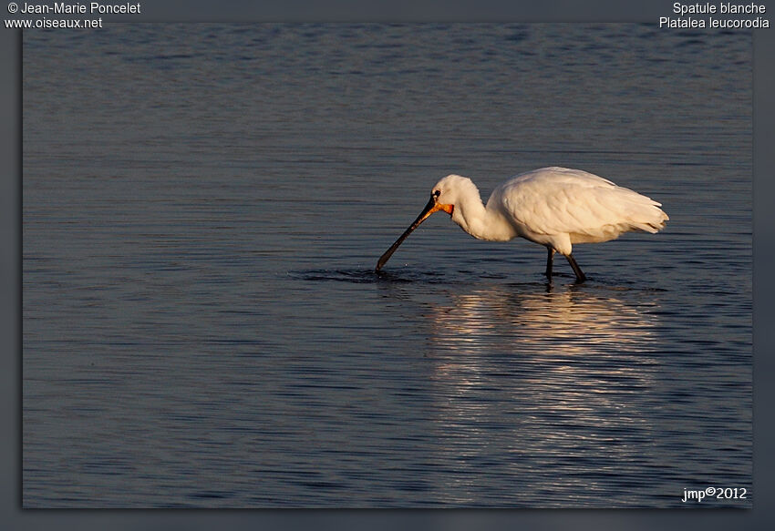 Eurasian Spoonbill