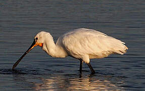 Eurasian Spoonbill