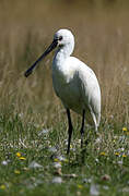 Eurasian Spoonbill