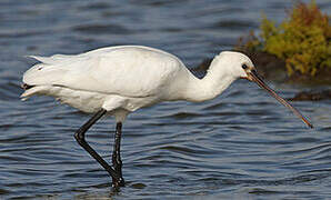 Eurasian Spoonbill