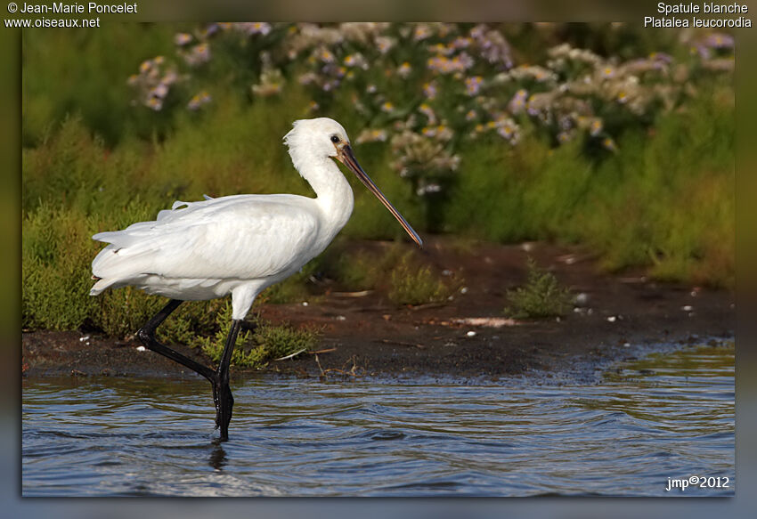 Eurasian Spoonbill