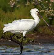 Eurasian Spoonbill